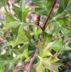 Grevillea ramosissima subsp. ramosissima (Fan Grevillea) at Acton, ACT - 19 Dec 2022 by NedJohnston