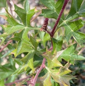 Grevillea ramosissima subsp. ramosissima at Acton, ACT - 19 Dec 2022