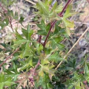 Grevillea ramosissima subsp. ramosissima at Acton, ACT - 19 Dec 2022 04:02 PM