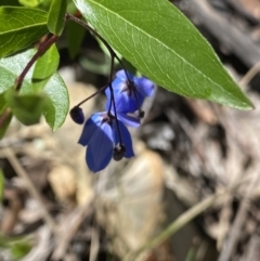 Billardiera heterophylla (Western Australian Bluebell Creeper) at Acton, ACT - 19 Dec 2022 by Ned_Johnston