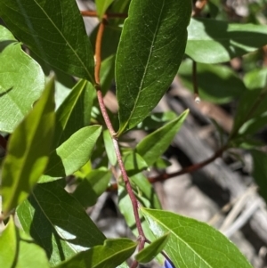 Billardiera heterophylla at Acton, ACT - 19 Dec 2022