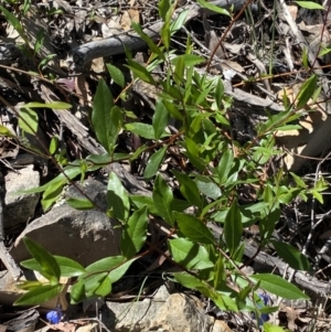 Billardiera heterophylla at Acton, ACT - 19 Dec 2022