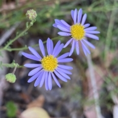 Brachyscome rigidula (Hairy Cut-leaf Daisy) at Black Mountain - 29 Dec 2022 by Ned_Johnston