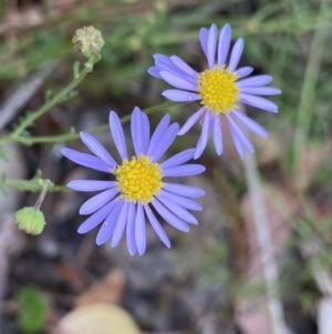 Brachyscome rigidula at Bruce, ACT - 29 Dec 2022 03:03 PM