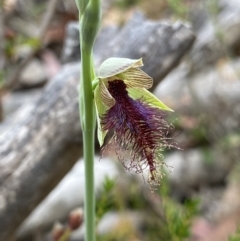 Calochilus therophilus (Late Beard Orchid) at Acton, ACT - 29 Dec 2022 by NedJohnston
