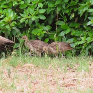 Pavo cristatus at Narrabundah, ACT - 15 Jan 2023