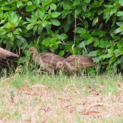 Pavo cristatus (Indian Peafowl) at Narrabundah, ACT - 15 Jan 2023 by RodDeb