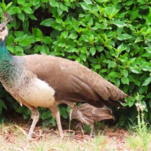 Pavo cristatus at Narrabundah, ACT - 15 Jan 2023