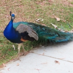 Pavo cristatus at Narrabundah, ACT - 15 Jan 2023