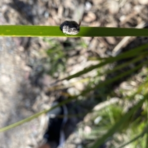 Trachymela sp. (genus) at Wamboin, NSW - 10 Nov 2022
