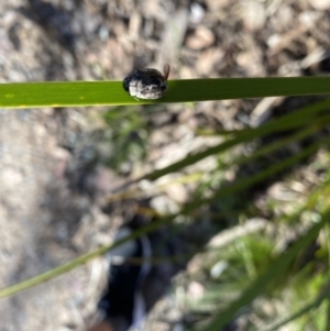 Trachymela sp. (genus) at Wamboin, NSW - 10 Nov 2022