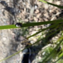 Trachymela sp. (genus) at Wamboin, NSW - 10 Nov 2022