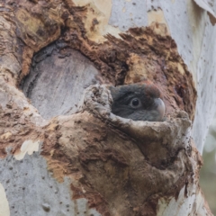 Callocephalon fimbriatum (Gang-gang Cockatoo) at Acton, ACT - 15 Jan 2023 by KarinNeufeld