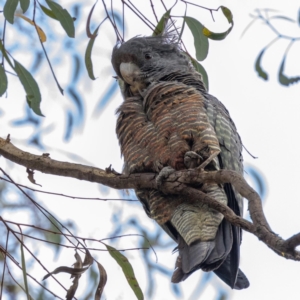 Callocephalon fimbriatum at Acton, ACT - 15 Jan 2023