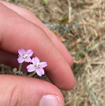 Epilobium billardiereanum subsp. cinereum (Hairy Willow Herb) at Greenway, ACT - 15 Jan 2023 by Ned_Johnston