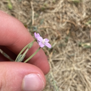 Epilobium billardiereanum subsp. cinereum at Greenway, ACT - 15 Jan 2023