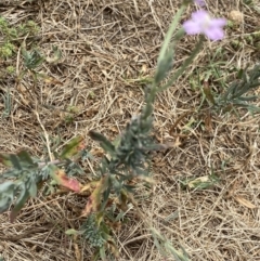 Epilobium billardiereanum subsp. cinereum at Greenway, ACT - 15 Jan 2023 01:09 PM