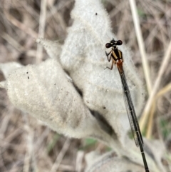 Nososticta solida (Orange Threadtail) at Paddys River, ACT - 15 Jan 2023 by NedJohnston