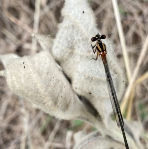 Nososticta solida at Paddys River, ACT - 15 Jan 2023