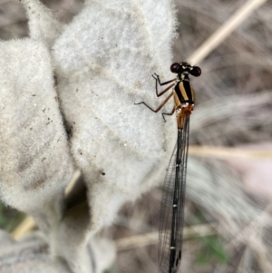 Nososticta solida at Paddys River, ACT - 15 Jan 2023