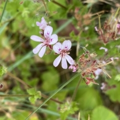 Pelargonium australe (Austral Stork's-bill) at Bullen Range - 14 Jan 2023 by Ned_Johnston