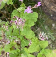 Pelargonium australe at Paddys River, ACT - 15 Jan 2023 10:42 AM