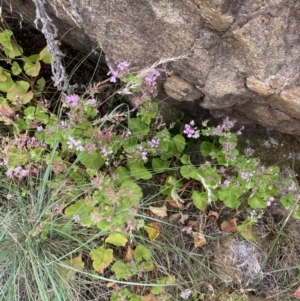 Pelargonium australe at Paddys River, ACT - 15 Jan 2023 10:42 AM