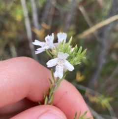 Westringia eremicola (Slender Western Rosemary) at Bullen Range - 14 Jan 2023 by Ned_Johnston