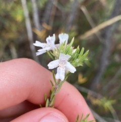 Westringia eremicola (Slender Western Rosemary) at Paddys River, ACT - 14 Jan 2023 by Ned_Johnston