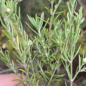 Westringia eremicola at Paddys River, ACT - 15 Jan 2023