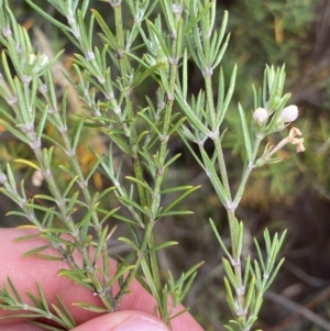 Westringia eremicola at Paddys River, ACT - 15 Jan 2023