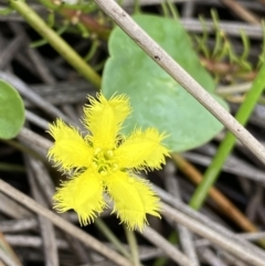 Nymphoides sp. (A Marshwort) at Paddys River, ACT - 14 Jan 2023 by Ned_Johnston