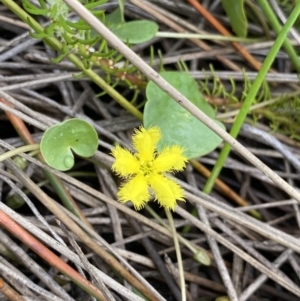 Nymphoides sp. at Paddys River, ACT - 15 Jan 2023