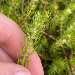 Myriophyllum crispatum at Paddys River, ACT - 15 Jan 2023