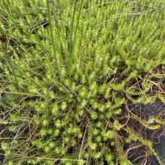 Myriophyllum crispatum at Paddys River, ACT - 15 Jan 2023