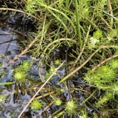 Myriophyllum crispatum at Paddys River, ACT - 15 Jan 2023