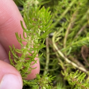 Myriophyllum crispatum at Paddys River, ACT - 15 Jan 2023