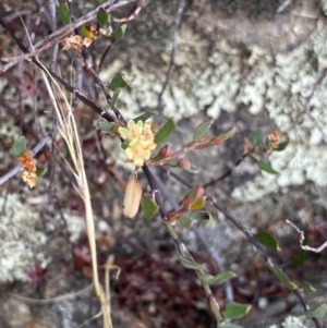 Muehlenbeckia tuggeranong at suppressed - suppressed