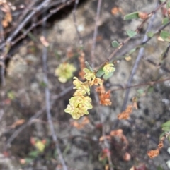 Muehlenbeckia tuggeranong at suppressed - suppressed