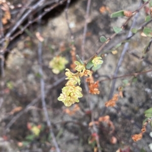 Muehlenbeckia tuggeranong at suppressed - suppressed