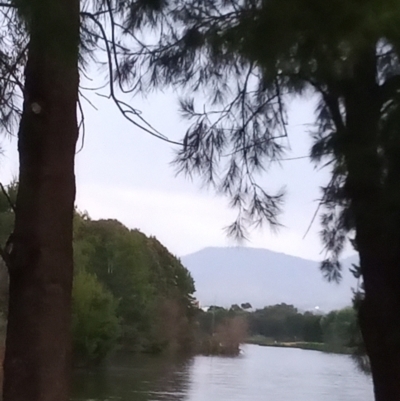 Casuarina cunninghamiana subsp. cunninghamiana (River She-Oak, River Oak) at Lake Tuggeranong - 15 Jan 2023 by michaelb