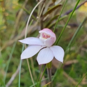 Caladenia alpina at Kosciuszko National Park, NSW - suppressed