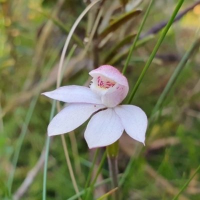 Caladenia alpina (Mountain Caps) at Kosciuszko National Park, NSW - 7 Jan 2023 by shoko