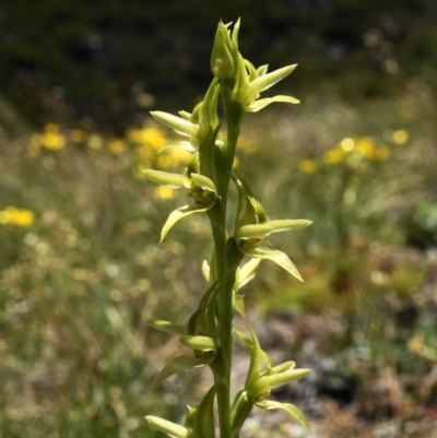 Prasophyllum sphacelatum (Large Alpine Leek-orchid) at Kosciuszko National Park - 7 Jan 2023 by shoko