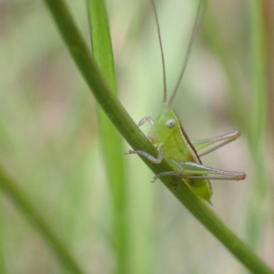 Conocephalus semivittatus (Meadow katydid) at Murrumbateman, NSW - 14 Jan 2023 by SimoneC