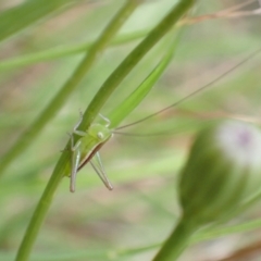 Conocephalus semivittatus at Murrumbateman, NSW - 15 Jan 2023 10:50 AM