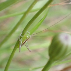 Conocephalus semivittatus at Murrumbateman, NSW - 15 Jan 2023