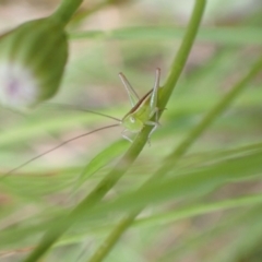 Conocephalus semivittatus at Murrumbateman, NSW - 15 Jan 2023 10:50 AM