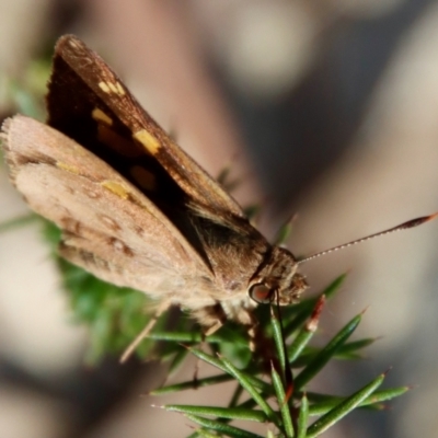 Dispar compacta (Barred Skipper) at Moruya, NSW - 15 Jan 2023 by LisaH