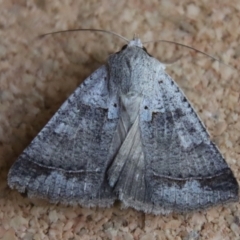 Unidentified Noctuoid moth (except Arctiinae) at Moruya, NSW - 15 Jan 2023 by LisaH